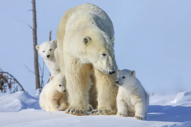 Rarely seen polar bear with three cubs. (Photo by David Jenkins/Caters News)