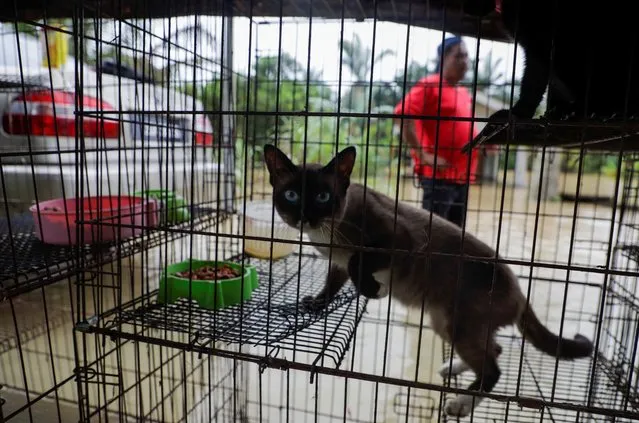 A cat stands inside a cage safe from the floodwaters at Yong Peng, Johor, Malaysia on March 4, 2023. (Photo by Hasnoor Hussain/Reuters)