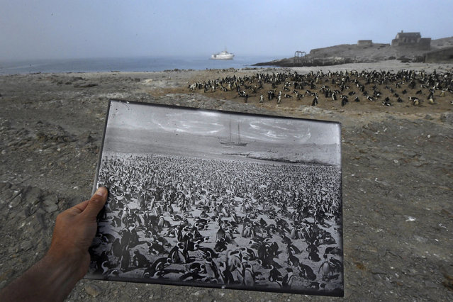 Back in time: A historic photograph of an African penguin colony, taken in the late 1890s, is a stark contrast to the declining numbers seen in 2017 in the same location, on Halifax Island, Namibia. The colony once numbered more than 100,000 penguins, March 11, 2017. The African penguin, once southern Africa’s most abundant seabird, is now listed as endangered. Overall, the African penguin population is just 2.5 percent of its level 80 years ago; research conducted on Halifax Island by the University of Cape Town indicates the population has more than halved in the past 30 years. Historically, the demand for guano (bird excrement used for fertilizer) was a cause of the decline: the birds burrow into deposits of guano to nest. Human consumption of eggs and overfishing of surrounding waters are also seen as causes. In the seas around Halifax Island sardine and anchovy – the chief prey of the African penguin – are now almost absent. (Photo by Thomas P. Peschak/World Press Photo)