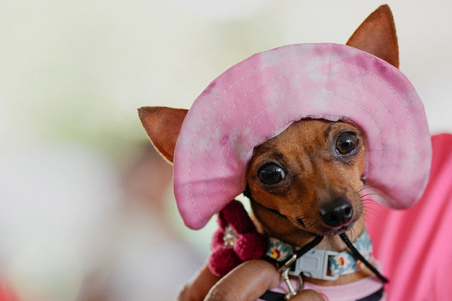 A dog named Cooky waits to receive blessings during a religious ceremony held in honor of Saint Francis of Assisi, the patron saint of animals and the environment, in Panama City, Panama, on October 5, 2025. (Photo by Enea Lebrun/Reuters)