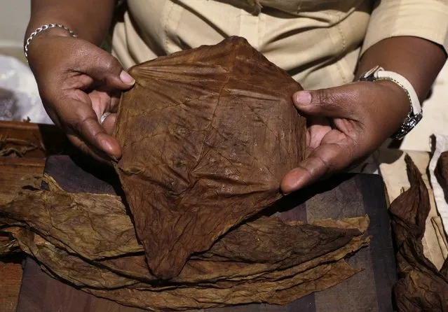 Staff member Maria Regla, 60, shows a tobacco leaf at a hotel in Havana December 19, 2014. From bus drivers to bartenders and ballet dancers, many Cubans are already imagining a more prosperous future after the United States said it will put an end to 50 years of conflict with the communist-run island. (Photo by Enrique De La Osa/Reuters)