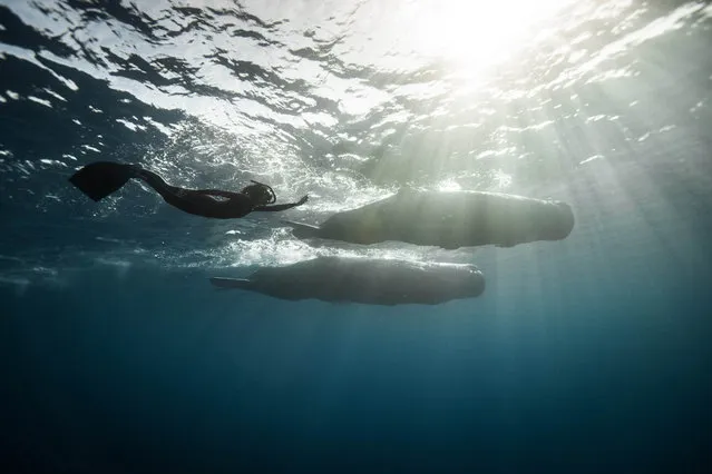 A diver with a sperm whales. (Photo by Alexandre Roubaud/Alexandre Voyer/Caters News)