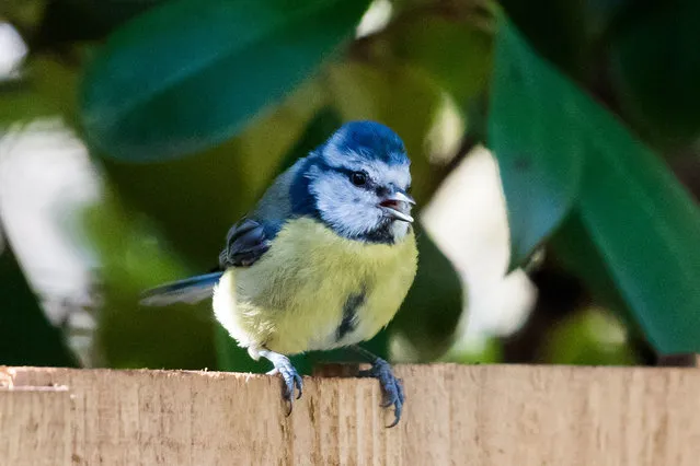 A blue tit (Cyanistes caeruleus) sits on a fence in a residential garden in south-west London during a sunny Spring day on April 3, 2023. (Photo by Wiktor Szymanowicz/Rex Features/Shutterstock)