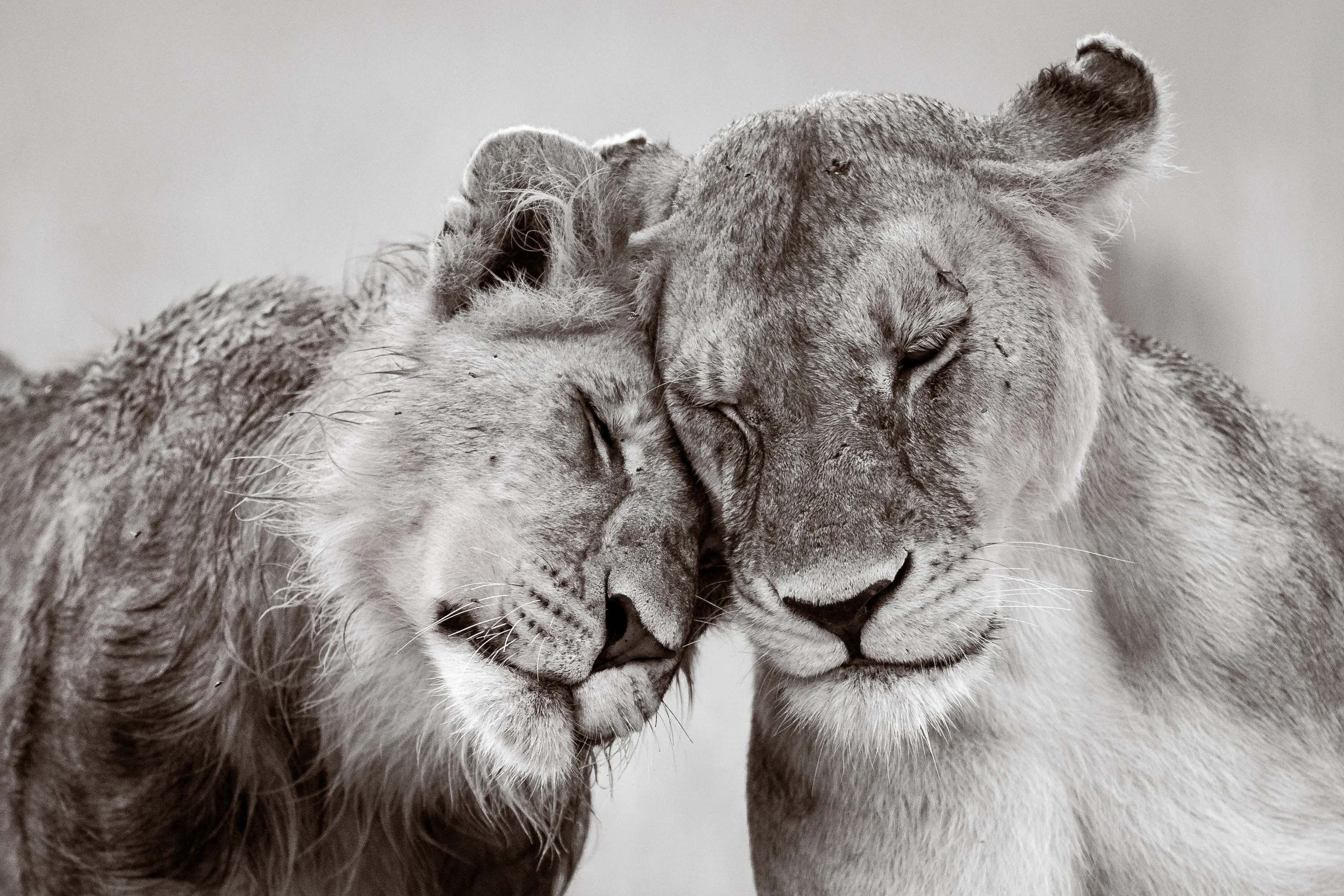 Animal couple. Любовь животных. Нежность животных. Животные пары. Пара животных любовь.