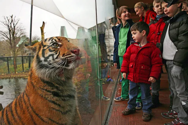 A Sumatran Tiger looks at visiting children from it's enclosure during the ZSL London Zoo's annual stocktake of animals on January 5, 2015 in London, England. (Photo by Dan Kitwood/Getty Images)