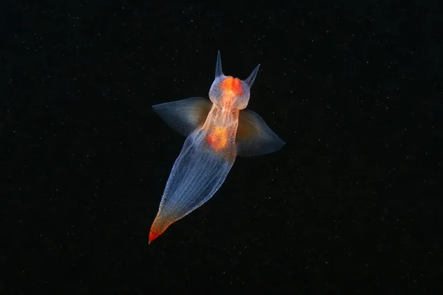 A Pteropod mollusk – Sea angel. (Photo by Alexander Semenovs/Caters News)