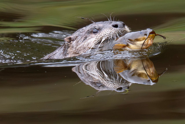 A North American river otter (Lontra canadensis) surfaces with a catfish in its jaws in a remote pond near Elkton in rural southwestern Oregon on November 12, 2025. These agile, semi-aquatic predators can hold their breath for up to eight minutes while hunting underwater. Once in sharp decline from habitat loss and over-trapping, river otter populations have rebounded across much of North America thanks to cleaner waterways and reintroduction efforts. (Photo by Robin Loznak/ZUMA Press Wire/Rex Features/Shutterstock)