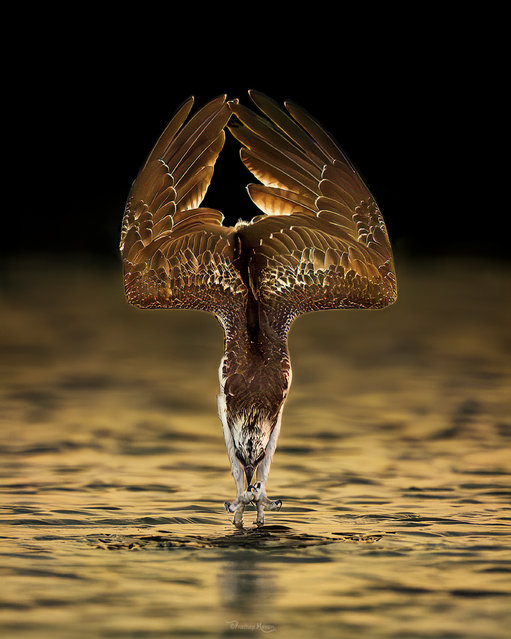 An osprey enters the water hunting for food at Al Qudra Lakes in Dubai, United Arab Emirates in the second decade of November 2025. (Photo by Prathap Menon/Two Point O Media)