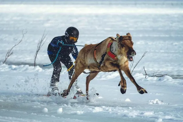 A reindeer and jockey compete the finals of the PoroCup, a Finnish reindeer race on the frozen lake of Inari, Finland on April 9, 2023. The finals are the last stage of a competition where the best 24 are invited to the finals. Due to the warm weather this year the conditions of the track weren't good enough for the longest race and only a short version of the competition has been raced in a u-shaped track of 1000 metres. (Photo by Alessandro Rampazzo/AFP Photo)