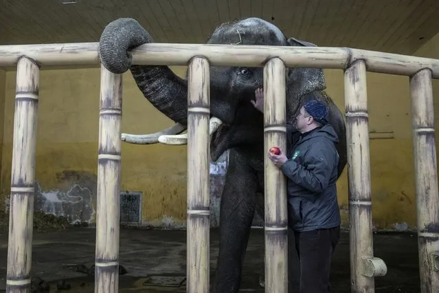 Kyiv Zoo Director Kirilo Trantin comforts Horace, a 17 year-old Asian elephant at the Kiev Zoo in Kyiv, Ukraine, on March 4,2022.Trantin says the zoo only has another 2 weeks of food supplies to feed the animals. He is the only elephant the zoo has as the two other ones died in 2017. The zoo has 50 essential workers left trying to comfort the animals that are overly stressed by the sounds of sirens and explosions as the war between Russia and Ukraine wages on. (Photo by Heidi Levine for The Washington Post by Heidi Levine)