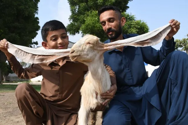 Breeder of baby goat Mohammad Hasan Narejo and a child show ears of 2-month-old female baby goat named Simbi in Karachi, Pakistan on June 07, 2023. Simbi has the world's longest ears which are 55 cm. (Photo by Sabir Mazhar/Anadolu Agency via Getty Images)