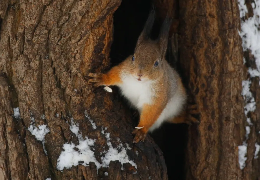 The Week in Pictures: Animals, January 22 – January 30, 2015