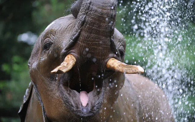 An elephant gets a shower, on July 23, 2013 at the La Fleche Zoo, western France. Keepers at the zoo prepare cold treats for animals to give them respite from the hot weather. (Photo by Jean-Francois Monier/AFP Photo)