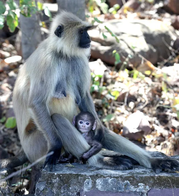 A Langoor carries her newborn baby at the Van Vihar National Park in Bhopal, India, 03 March 2021. The World Wildlife Day is annually cele​brated on 03 March. (Photo by Sanjeev Gupta/EPA/EFE)