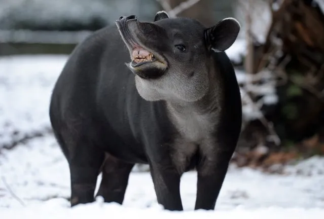 A tapir walks on snow on January 31, 2015 in its enclosure in Berlin zoo. (Photo by Britta Pedersen/AFP Photo/DPA)