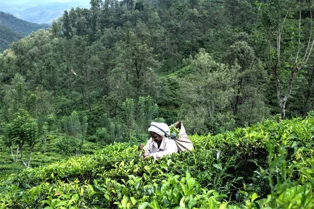 A worker plucks tea leaves at a tea garden on May 31, 2023 in Ella, Sri Lanka. The Central Bank of Sri Lanka predicts the country's economy will shrink by 2 per cent in 2023, following an economic crisis which has pushed up the price of essential items, daily goods and transportation. (Photo by Rebecca Conway/Getty Images)