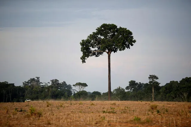 A tree known as Castanheira-do-Brasil (Bertholletia excelsa) stands in a farm during an operation to combat illegal mining and logging conducted by agents of the Brazilian Institute for the Environment and Renewable Natural Resources, or Ibama, supported by military police, in the municipality of Novo Progresso, Para State, northern Brazil, November 10, 2016. (Photo by Ueslei Marcelino/Reuters)