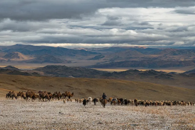 The Kazakh people rely entirely on their livestock for meat, milk and to support themselves in Altai Mountains, Mongolia, September 2016. (Photo by Joel Santos/Barcroft Images)