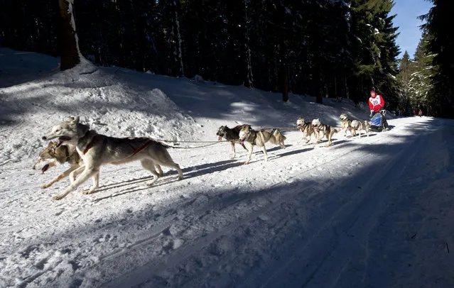 Musher Stefan Wagner competes with his dog-sled during the Trans-Thuringia race, one of the biggest dog-sled races with purebred dogs in central Europe, in the Thuringian Forest near Fehrenbach, central Germany, Saturday, February 14, 2015. (Photo by Jens Meyer/AP Photo)