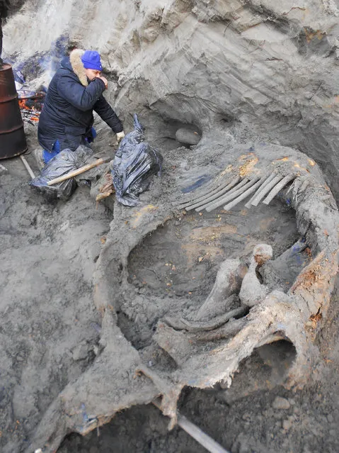 In this undated photo provided by researchers on January 12, 2016, volunteer Sergey Gorbunov works at the excavation site of a mammoth carcass in northern Russia's Siberia region near the Kara Sea. The remains from about 45,000 years ago have revealed the earliest known sign of humans in the Arctic. Marks on the bones indicate the creature was stabbed and butchered. The tip of a tusk was damaged in a way that suggests human activity, perhaps to make ivory tools. (Photo by Alexei Tikhonov/Pitulko et al./Science via AP Photo)