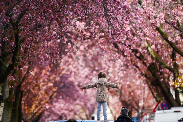 A girl poses under blooming cherry trees at the Heerstrasse street in Bonn, western Germany on April 9, 2021. The cherry blossom street in Bonn became famous after photographers started posting pictures of it on the web in the 1980s. (Photo by Ina Fassbender/AFP Photo)