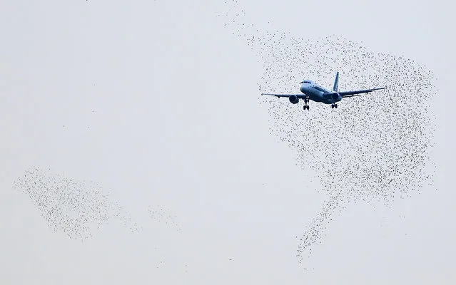 An Alitalia plane approaches to land as starlings fly at Fiumicino international airport in Rome October 14, 2013. Italy will have to notify a planned government-led 500-million-euro bailout of near-bankrupt airline Alitalia to EU regulators who will then assess whether the measure complies with EU state aid rules, the European Commission said on Monday. (Photo by Max Rossi /Reuters)