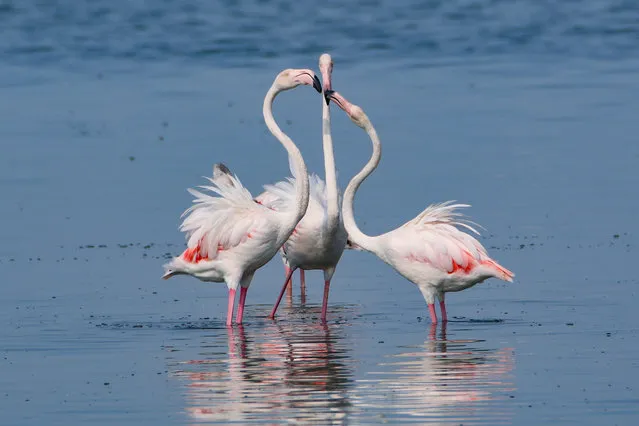Flamingos (Phoenicopteridae) are seen in their migration stopover areas near Gulf of Izmit in Kocaeli, Turkiye on September 08, 2023. (Photo by Huseyin Yildiz/Anadolu Agency via Getty Images)