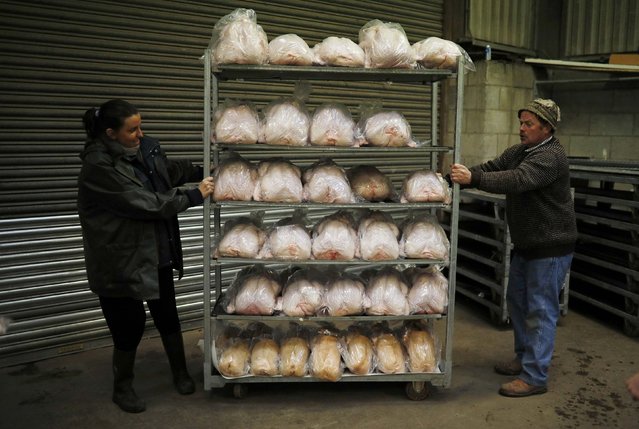 Staff move a shelving unit full of turkeys ahead of the Christmas turkey and poultry auction at Chelford Market in Chelford, Britain December 21, 2016. (Photo by Phil Noble/Reuters)