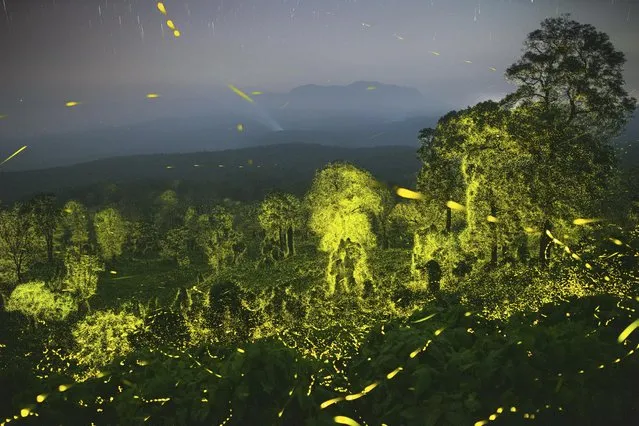 Undated handout photo issued by Natural History Museum of “Lights fantastic”, of a night sky and a forest illuminated with fireflies at Anamalai Tiger Reserve, Tamil Nadu, India, by Sriram Murali, from India, which has won the Behaviour: Invertebrates award at the Wildlife Photographer of the Year competition. Issue date: Tuesday, October 10, 2023. (Photo by Sriram Murali/Wildlife Photographer of the Year/PA Wire)