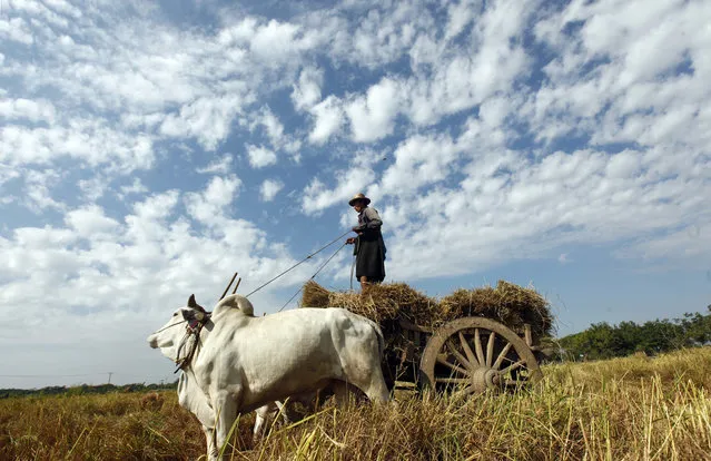 A farmer guides his cows as they pull a cart loaded with hay in his paddy field in Naypyitaw, Myanmar, on Friday, December 23.2016. (Photo by Aung Shine Oo/AP Photo)