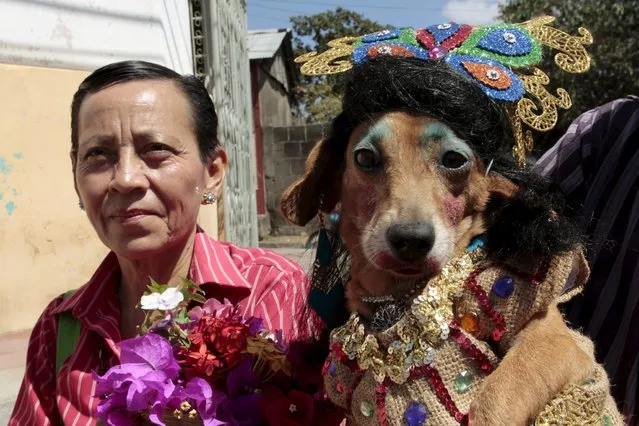A dog called “Chilindrina”, dressed in a colourful costume, takes part in a celebration in honour of Saint Lazarus in Masaya city March 22, 2015. (Photo by Oswaldo Rivas/Reuters)