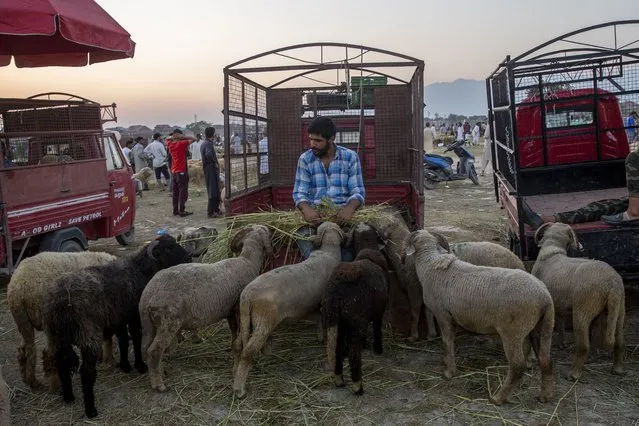 A Kashmiri Muslim livestock vendor feeds his flock of sheep as he waits for customers at a market ahead of the Muslim festival of Eid al-Adha in Srinagar, Indian controlled Kashmir, Friday, July 16, 2021. Authorities in Indian-controlled Kashmir on Friday said there is no ban on the sacrifice of animals during the upcoming Islamic Eid al-Adha holiday, a day after the government asked law enforcers to stop the sacrifice of cows, calves, camels and other animals. (Photo by Dar Yasin/AP Photo)