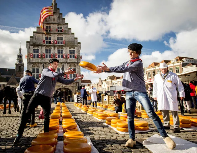 The Dutch cheese season is opened at the first Gouda cheese market of the year in Gouda, The Netherlands, 02 April 2015. On the market the cheeses are traded which are still made in the traditional way in the area around the city. (Photo by Koen van Weel/EPA)