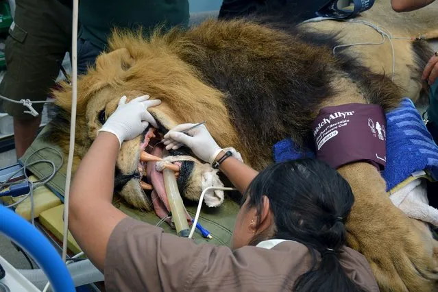 Mandela, an African lion, undergoes an annual check-up at the Perth Zoo, February 24, 2016. During the check-up, it was discovered that Mandela had a dental infection and some broken teeth, with one tooth extracted by a group of three veterinarians, two veterinary nurses and a dental veterinary consultant. (Photo by Rebecca Le May/Reuters/AAP)