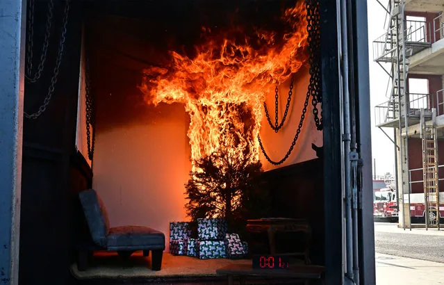 A Christmas Tree goes up in flames in a controlled-setting demonstration by the Glendale Fire Department on December 13, 2023, in Glendale, California. Firefighters showed how quickly a dried-out tree can ignite. According to the National Fire Protection Administration, Christmas trees account for hundreds of fires each year, often ignited by shorts in electrical lights or open flames from candles, lighters or matches. (Photo by Frederic J. Brown/AFP Photo)