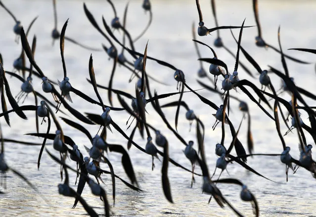 This photo taken on March 2, 2016 shows a flock of black-winged stilts (Himantopus himantopus) flying past a wetland at the Guandu Nature Park in Taipei. The birds in the past nest mostly in southern Taiwan, but they are gradually expanding to the north and in greater numbers. According to Guandu Nature Park in northern Taiwan, the black-winged stilt population has increased to at least 5,000 nowadays. (Photo by Sam Yeh/AFP Photo)