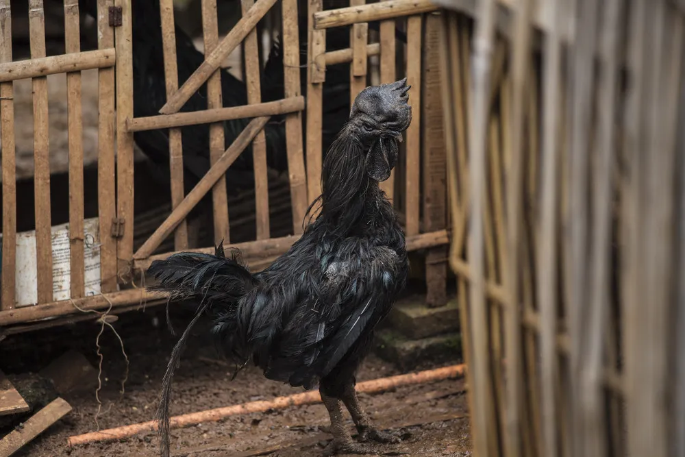 Indonesian Rare All-Black Chickens