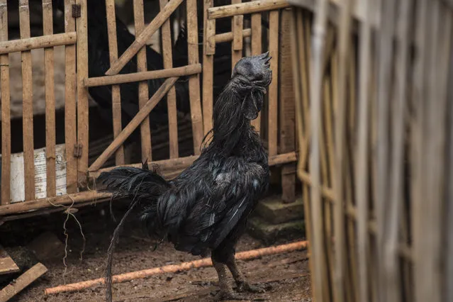 A rooster bred for its all black appearance walks through the yard of a small backyard farm on February 3, 2017 on the outskirts of Jakarta, Indonesia. (Photo by Ed Wray/Getty Images)