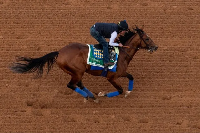 The Saudi Cup contender National Treasure gallops during the morning track work at the King Abdulaziz racetrack in Riyadh, Saudi Arabia, Friday, February 22, 2024. (Photo by Martin Dokoupil/AP Photo)