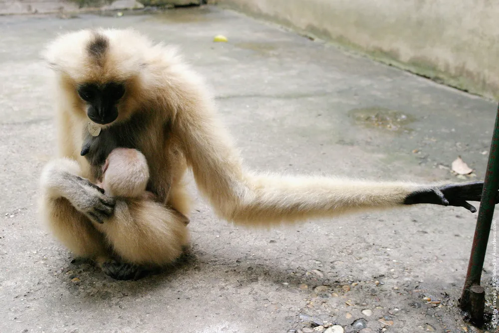 Newborn White-Cheeked Gibbon