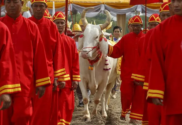 An oxen ploughs the land during an annual ploughing ceremony in central Bangkok, Thailand, May 13, 2015. The ancient ploughing ceremony in Buddhist Thailand, overseen by Thailand's Crown Prince Maha Vajiralongkorn, marks the end of the dry season and is meant to herald an auspicious start for the rice-planting season. (Photo by Chaiwat Subprasom/Reuters)