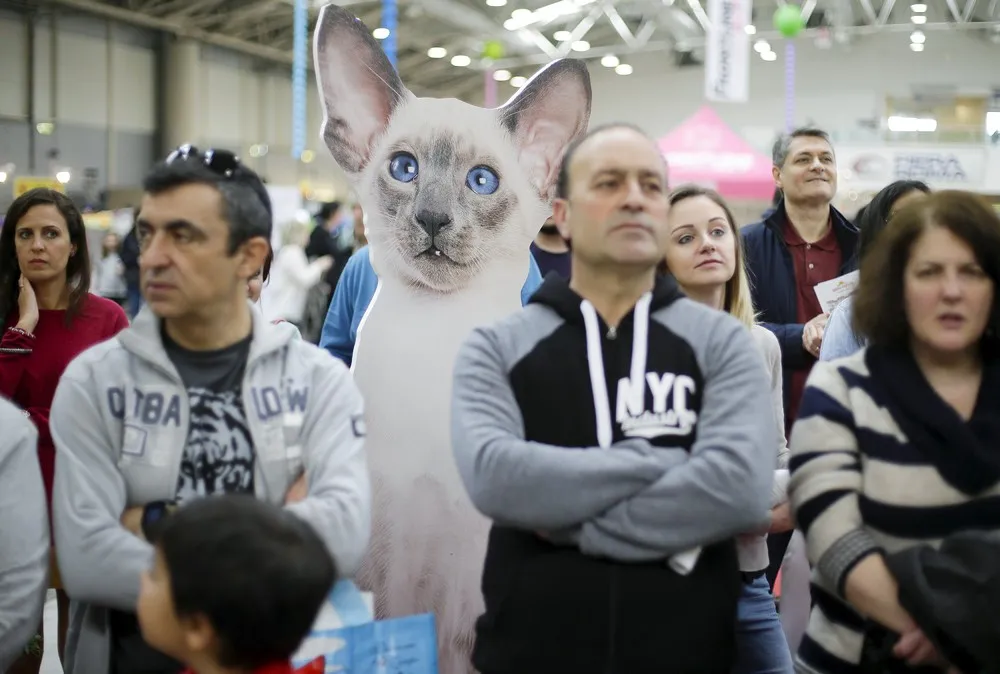 Cat Show in Rome