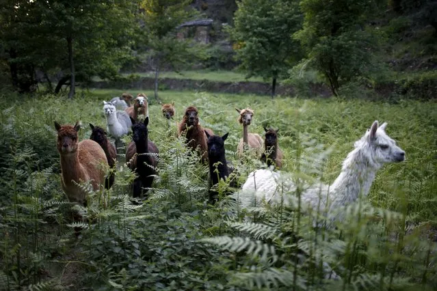 Alpacas of Lisa Vella-Gatt (not pictured) walk by her farm near Benfeita, Portugal May 11, 2015. (Photo by Rafael Marchante/Reuters)