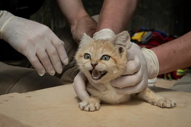 A veterinarian and a healer hold down a Sand Cat cub on May 23, 2019, in the “Parc des Felins” zoological park, in Lumigny-Nesle-Ormeaux, east of Paris, as part of a general health check and the implant of a microchip. (Photo by Thomas Samson/AFP Photo)