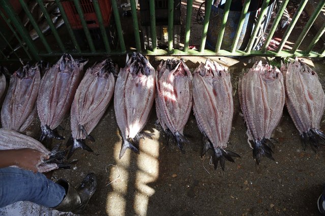 In this photo taken on Saturday, May 16, 2015, Snoek fish with salt on them after they were cleaned  in Lambert's Bay, South Africa. (Photo by Schalk van Zuydam/AP Photo)
