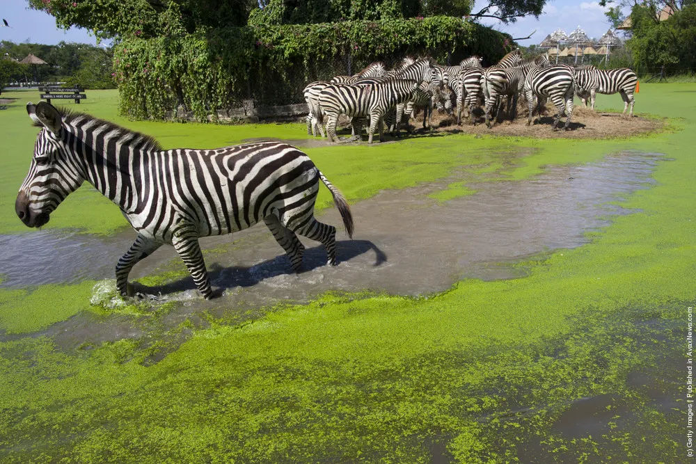 Thailand Floods Threaten Wildlife At Safari Park