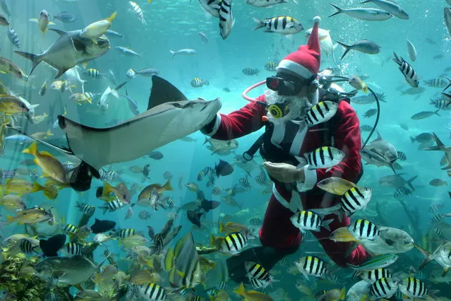 A diver wearing a Santa Claus costume performs at Koral Restaurant aquarium ahead of Christmas celebrations in Badung, Bali, Indonesia on December 23, 2021. (Photo by Fikri Yusuf/Antara Foto via Reuters)