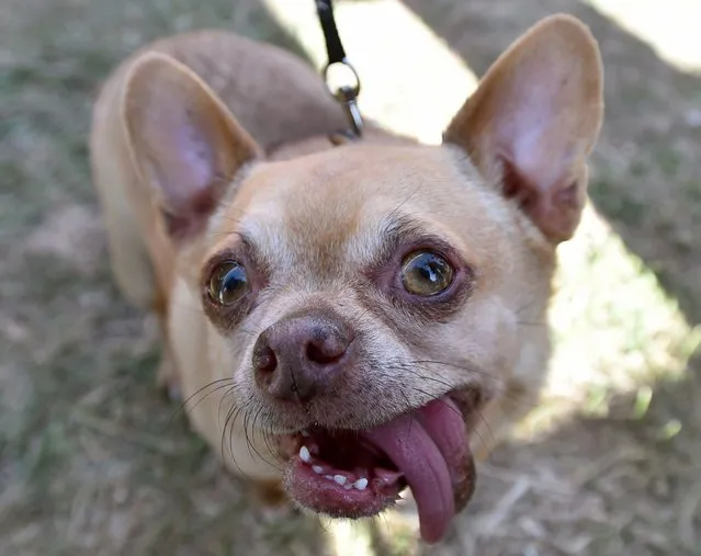Andre the Chihuahua participates in the World's Ugliest Dog Competition in Petaluma, California on June 26, 2015. Quasi Modo went on to win first prize as the ugliest dog in the competition. (Photo by Josh Edelson/AFP Photo)