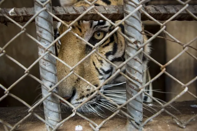 A tiger in an enclosure at Tiger Temple, a Buddhist monastery where paying visitors can interact with young adult tigers, in Kanchanaburi, Thailand, March 16, 2016. (Photo by Amanda Mustard/The New York Times)