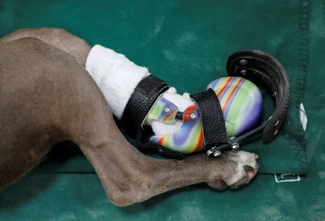 Hudson, a pitbull mix with an amputated paw, wears a prosthetic paw made by Derrick Campana of Animal Ortho Care in Sterling, Virginia, U.S., March 27, 2017. (Photo by Kevin Lamarque/Reuters)